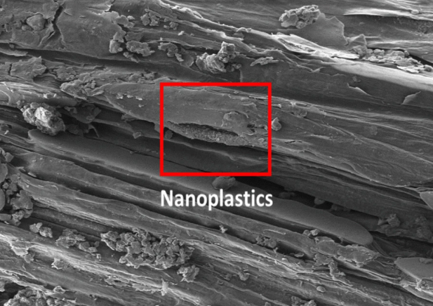 A chain-like shape cluster of nanoplastics in a wheat stem base. S Ziajahromi