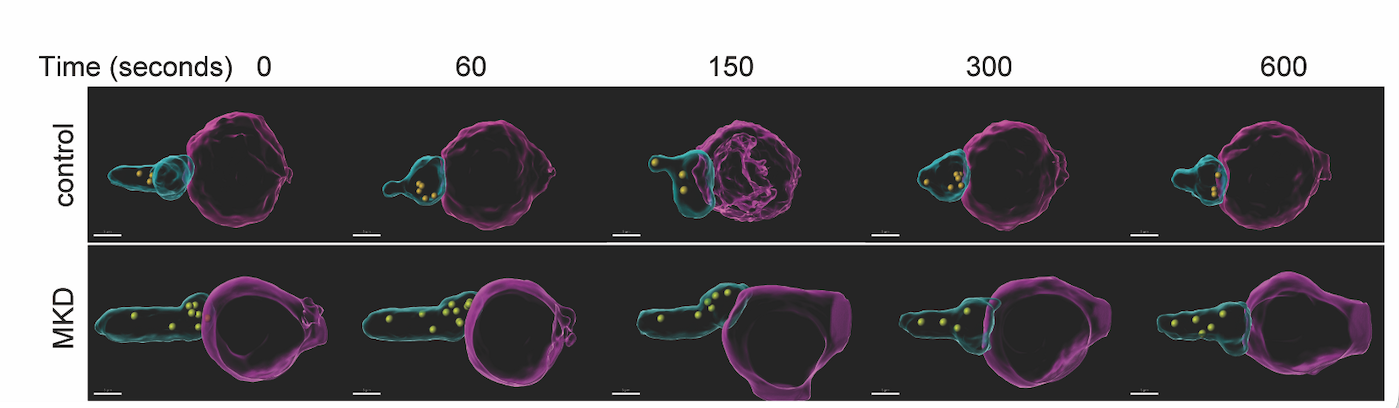 Rogers Lab, Garvan Institute / Immunity