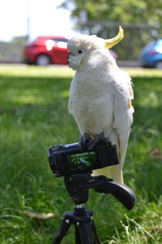 Sulphur-crested cockatoo perching on a camera