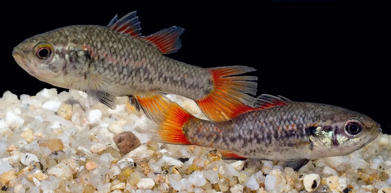Southern pygmy perch CREDIT: Animalia