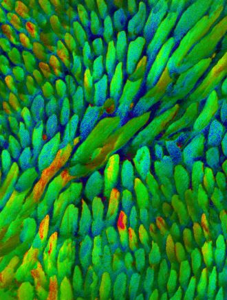 The pattern of crystal orientations in tooth enamel from a monkey