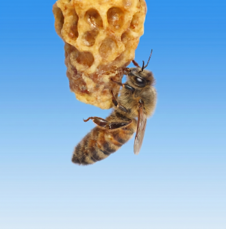 A newly emerged virgin honey bee queen exiting her cell