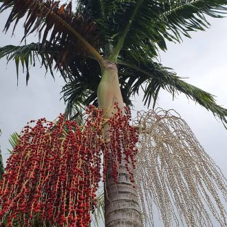 Bangalow palm fruits