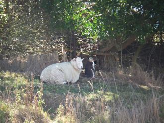 Unexpected liaison - ewe and hoiho keeping company.
