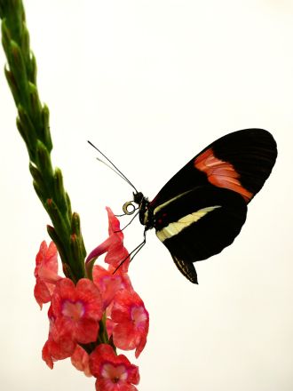 A Heliconius melpomene with a partly digested load of pollen grains