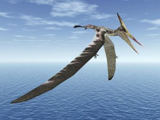 Pterosaur. Image credit UnexpectedDinoLesson, Wikimedia Commons, CC BY 4.0
