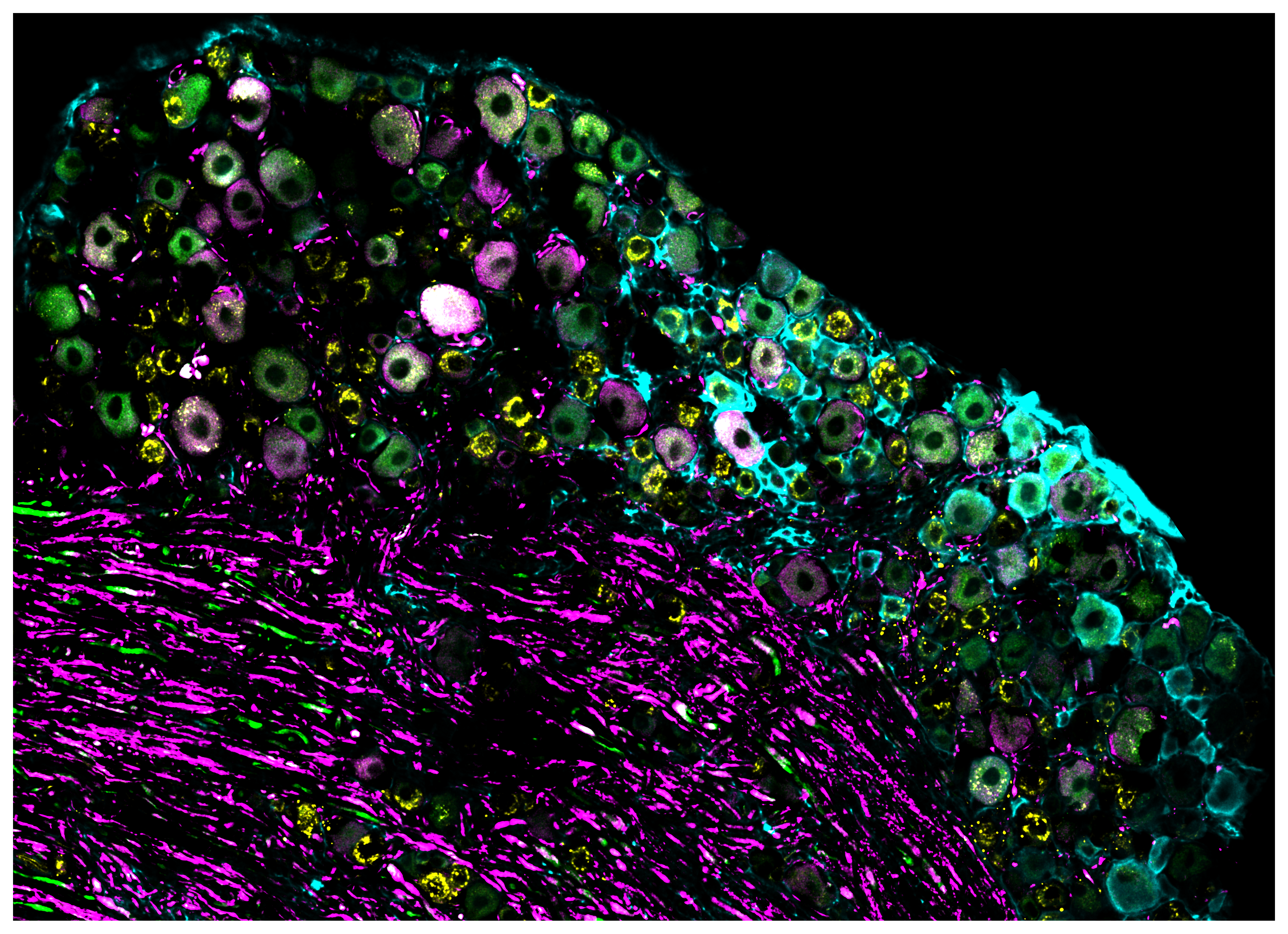 Researchers examined how thousands of thermoreceptor nerve cells responded to cool and warm temperatures. (Photo credit: Dr Phill Bokiniec, The University of Queensland)