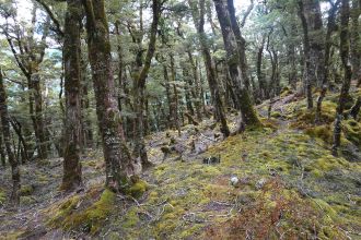 Silver beech forest lacking any understorey vegetation