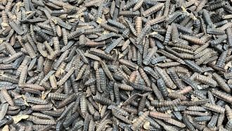 Black soldier fly larvae dried