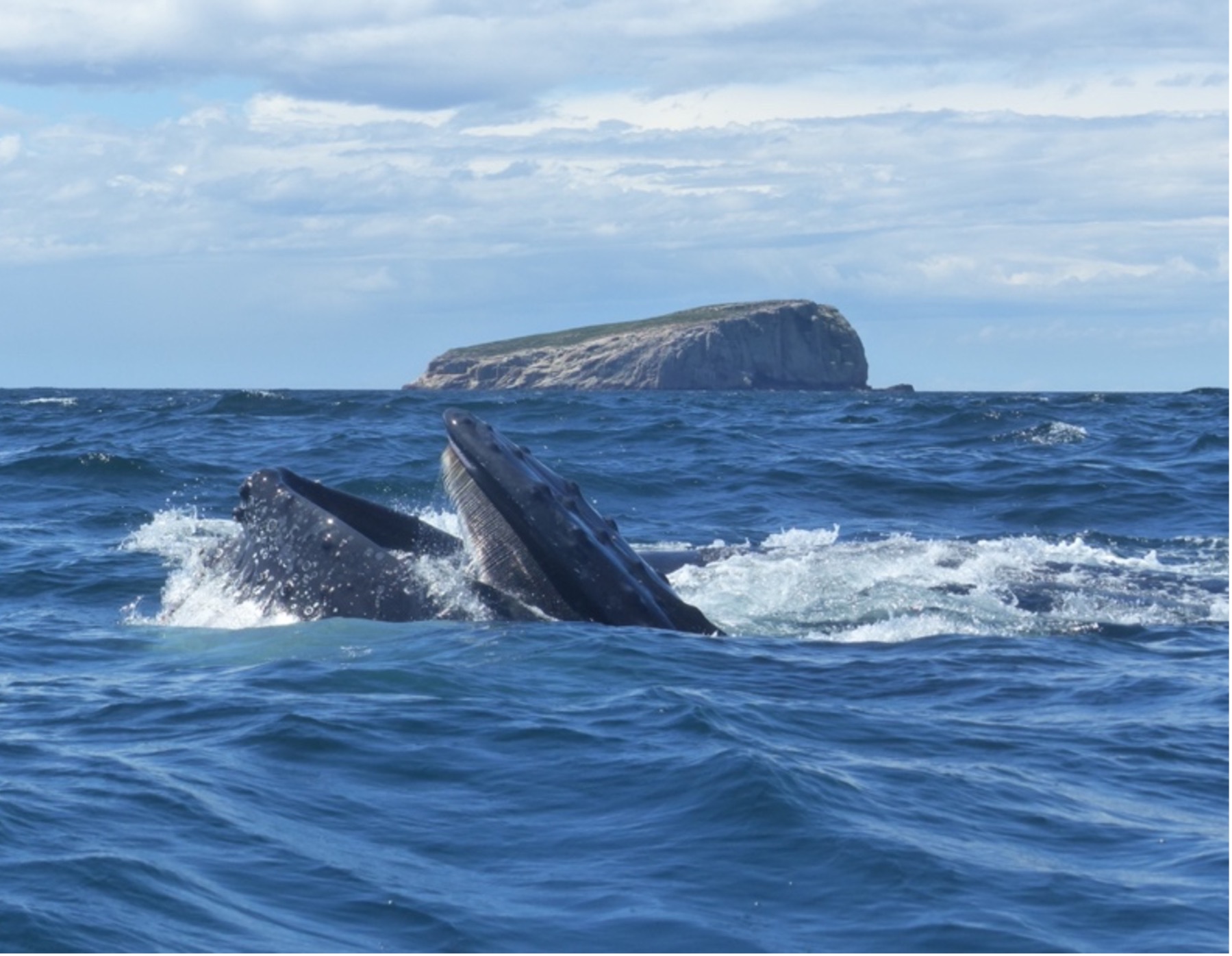 A humpback whale lunge feeding off the Tasmanian coast. Credit Madeleine Brasier