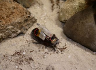 'Paraborg' paramedic cyborg cockroaches 2