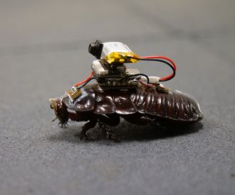 'Paraborg' paramedic cyborg cockroaches 1 (full size)
