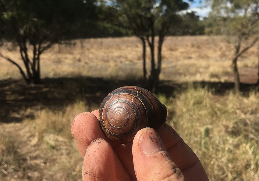 The shell of a Biggenden Banded Snail at Coalstoun Lakes National Park.
