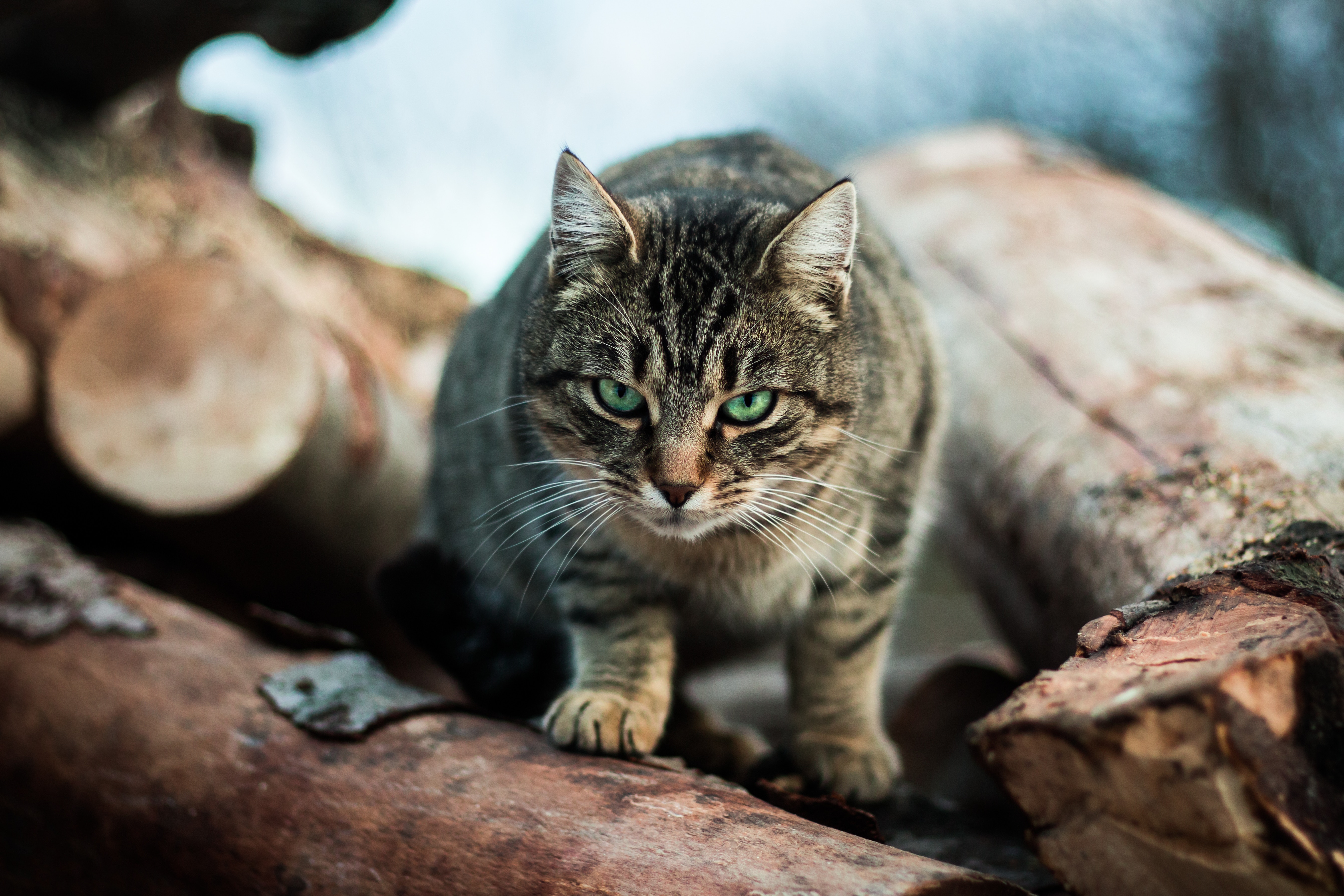 Feral cat,. CREDIT: Anton Darius, Unsplash