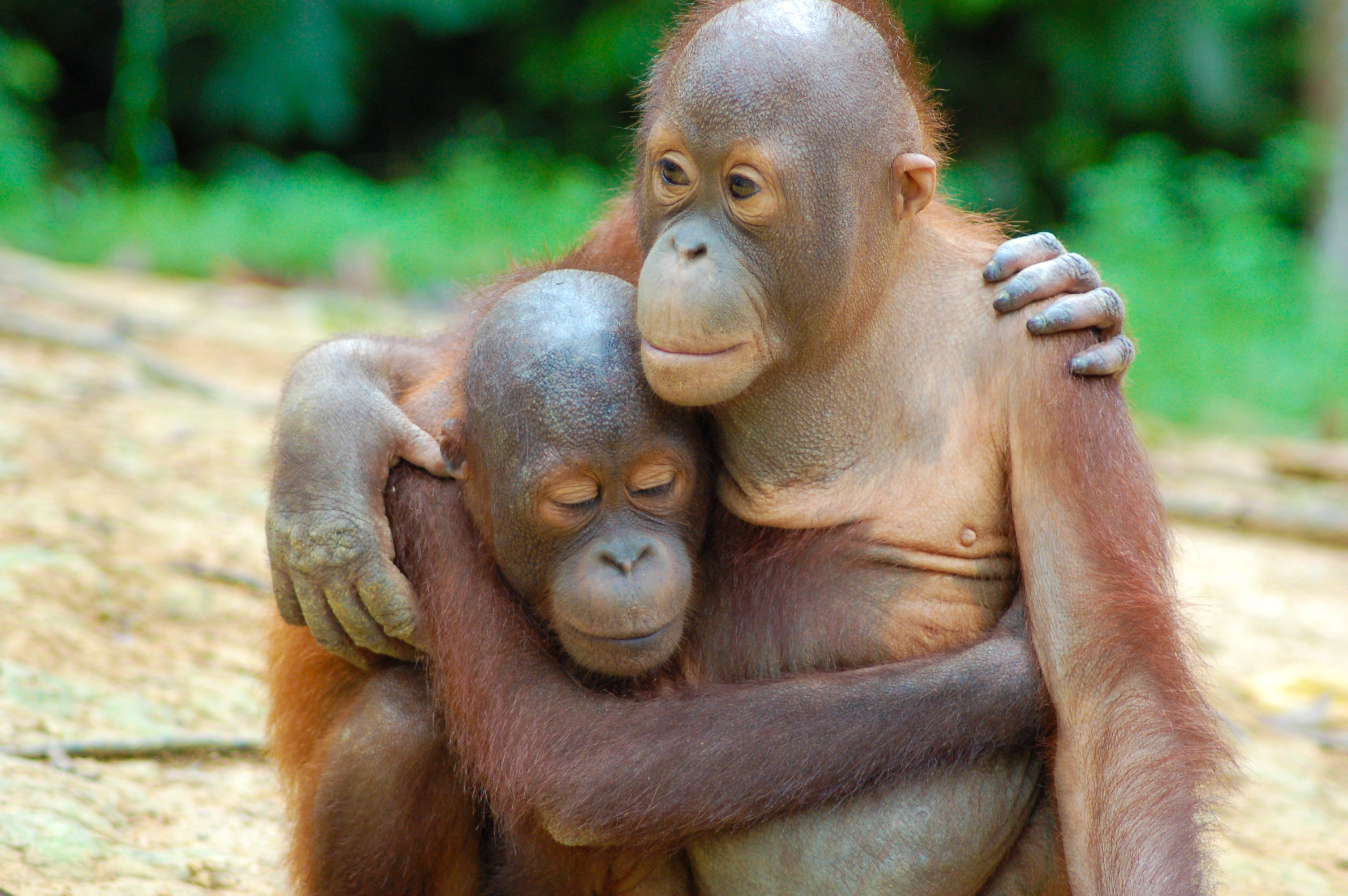 Two Malaysian orangutans . mage Credit: WWF-Malaysia, Lee Shan Kee