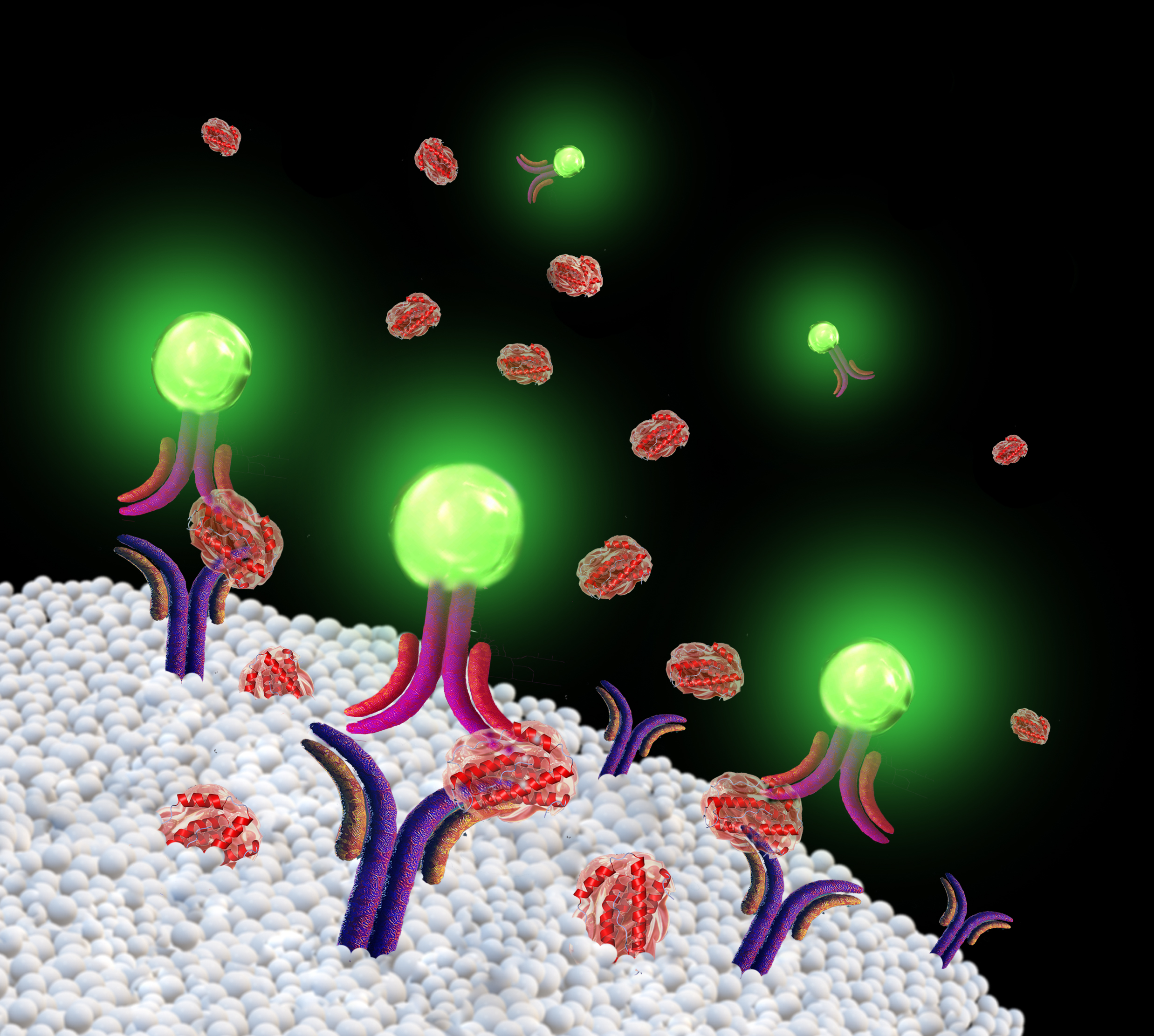 The image represents our sensor during the process of detecting cytokine molecules being secreted from cells. Detection is a specific step in our chemical procedure. The sensor is represented by a pair of Y-shaped antibodies, the capture antibody (purple stem) and the detection antibody (pink stem); they both target the same cytokine molecule (transparent pink blob with spirals) but different epitopes. The fluorescent bead on the detection antibody is represented by a green light emitting ball. The capture antibodies are anchored in the cellular membrane represented by a layer of partially ordered white balls rendering lipid molecules. Cytokine molecules continue to be secreted from the cellular membrane and some proportion becomes captured by the sensor, while many escape from the cell. Not all capture antibodies have been able to capture the cytokines. The distant green balls with attached antibodies (pink stems) represent the nanoparticles which are yet to detect the captured cytokines.