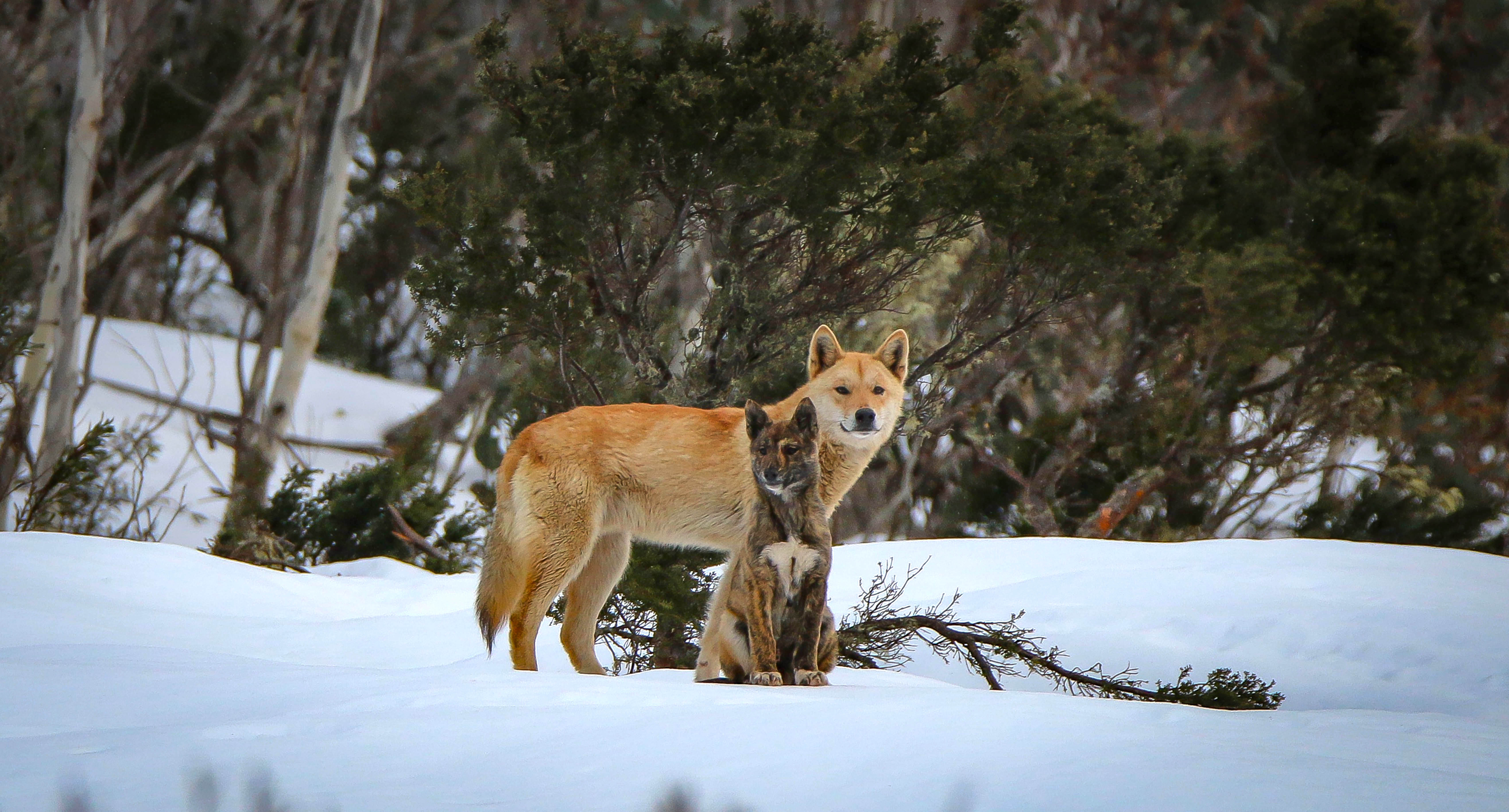 It's not 'wild dog' management - we are just killing dingoes - Scimex