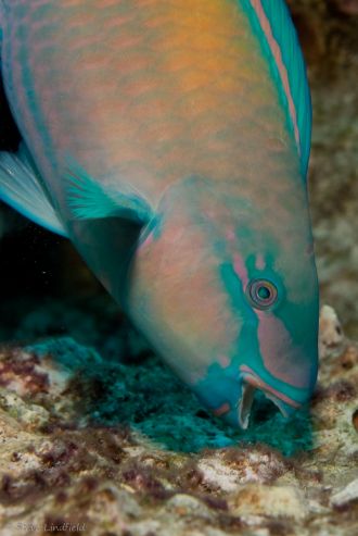 Parrotfish are perfectly adapted to scraping micro-algae from damaged reefs.