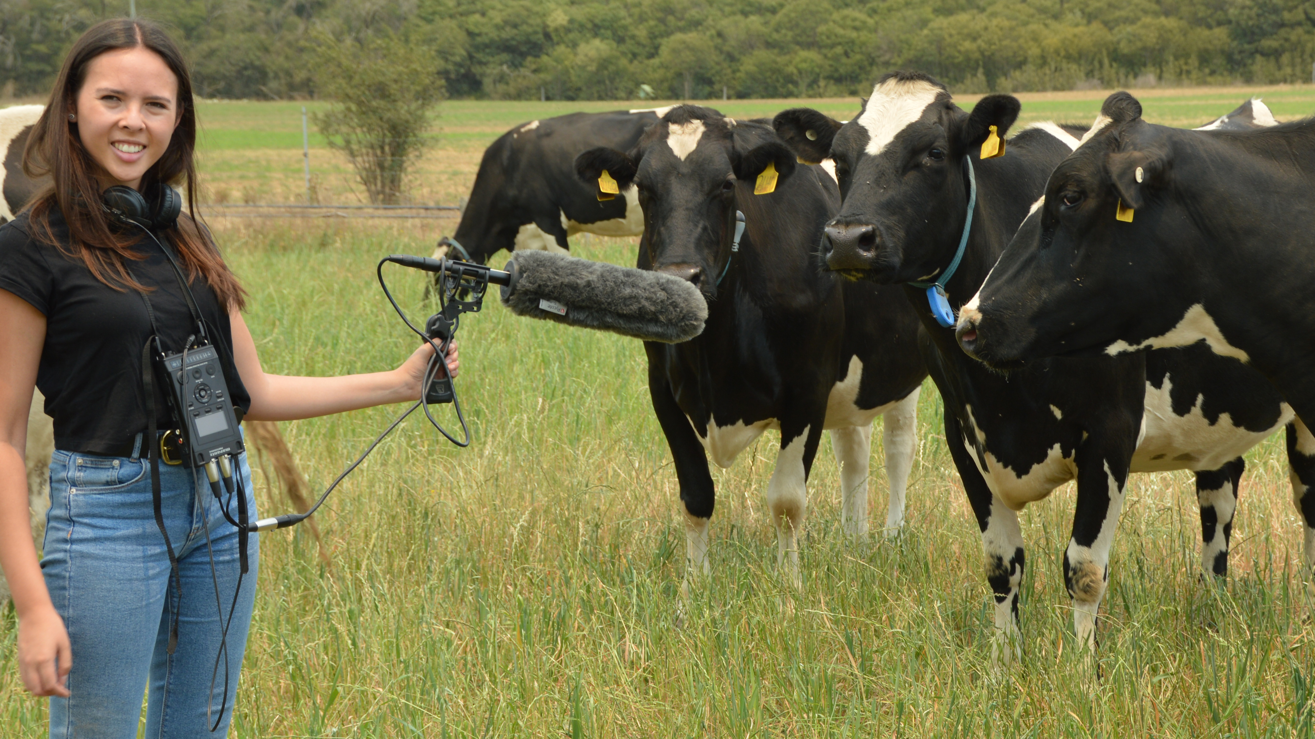 Alexandra Green recording dairy cows at Mayfarm, Camden. Photo: Lynne Gardner/University of Sydney