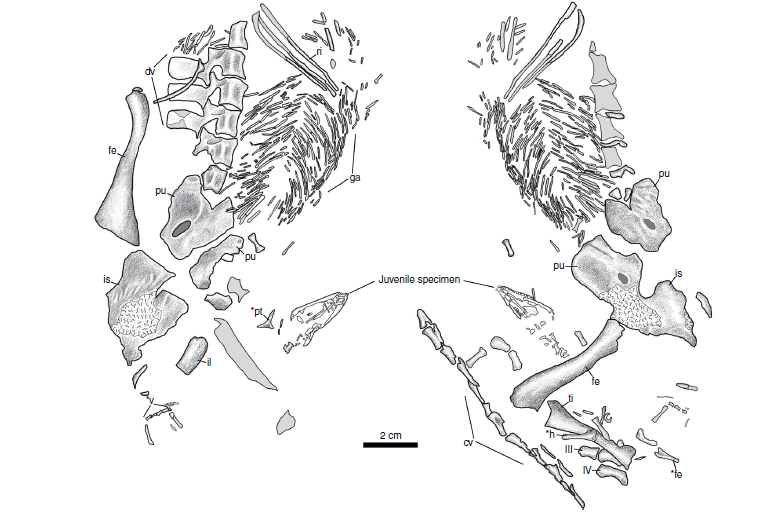 Nature Ecology &Evolution, Madden et al,  Illustrations of D. unamakiensis gen. et sp. nov. (NSM017GF020.001).