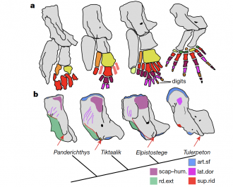 Comparative anatomy of pectoral limb endoskeleton and humerus of stem-tetrapod f