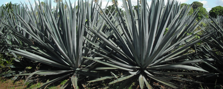 'Blue agave' plant.