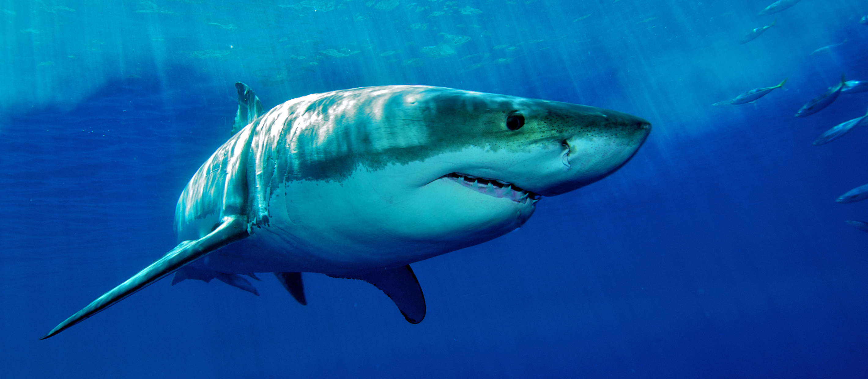 Great white shark. Photo: Shutterstock