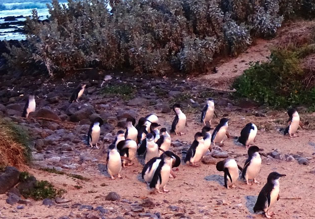 Caption:  The study provides an index of prey availability to inform the sustainable future of penguin food supply.     Credit: Phillip Island Nature Parks.