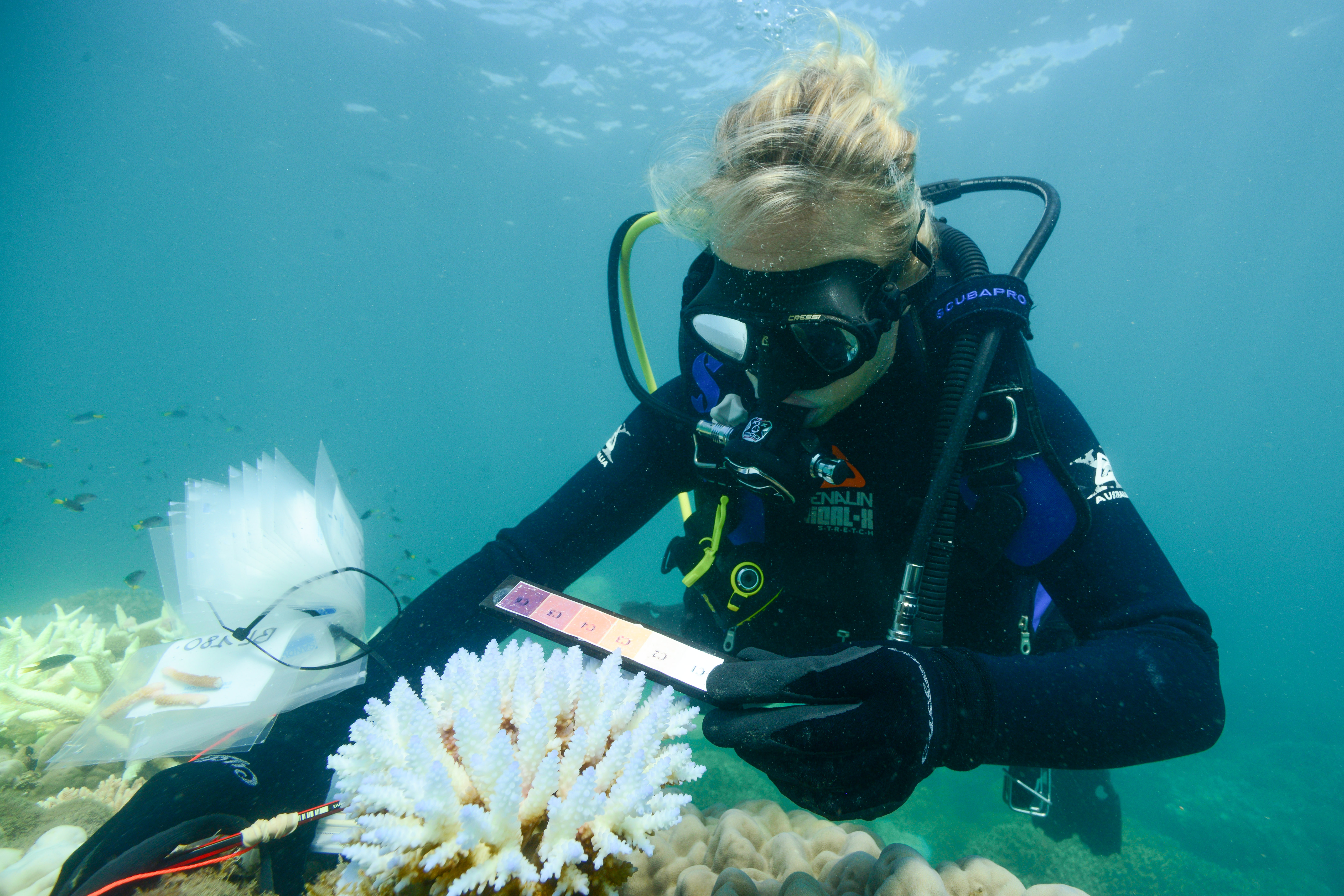 Austrailan Institute of Marine Science _Eric Matson / A research diver collecting samples of a bleached coral on the Great Barrier Reef in 2017