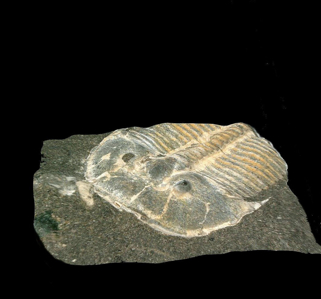 The trilobite Aulacopleura kionickii (Barrande, 1846), size: c 1cm. Credit: Brigitte Schoenemann.