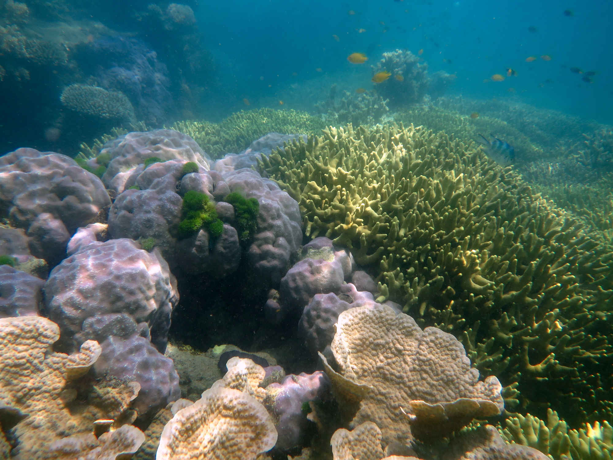 Coral communities close to shore, such as this near Palm Island on the central Great Barrier Reef, are at increased risk from ocean acidification