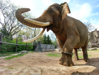 Hank the  Asian elephant sporting an activity tracker on his front leg
