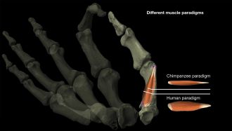 The difference between human and chimpanzee models of thumb muscles