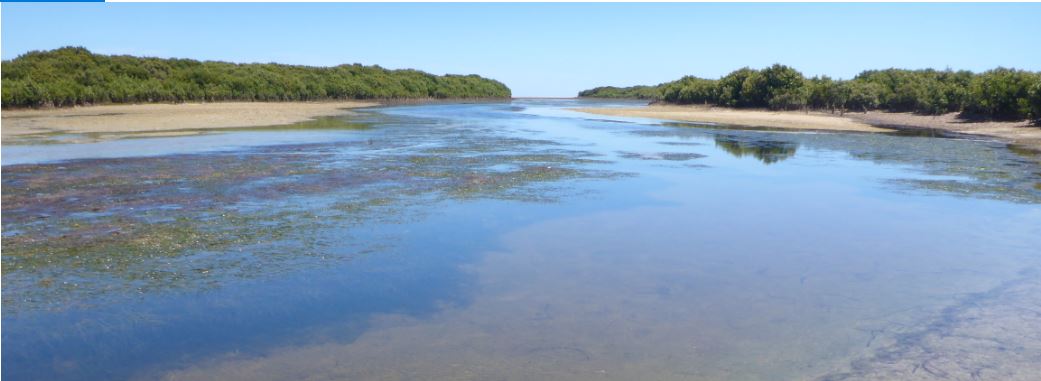 The creek, mangrove and mudflats at Middle Beach, north of Adelaide. Photo Professor Sabine Dittmann, Flinders University 