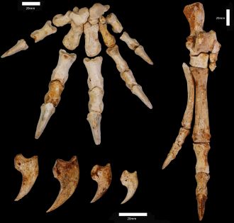 Exquisite preservation of hands & feet of newly identified fossil tree-climbing 
