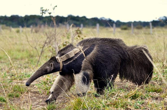 Aline Giroux - Giant anteater with tracker