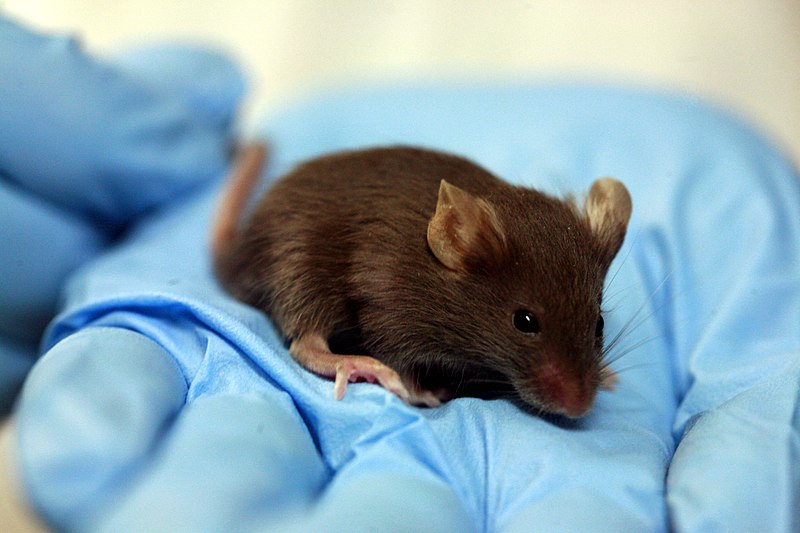 Lab_mouse_mg_3216 By Rama - Own work, CC BY-SA 2.0