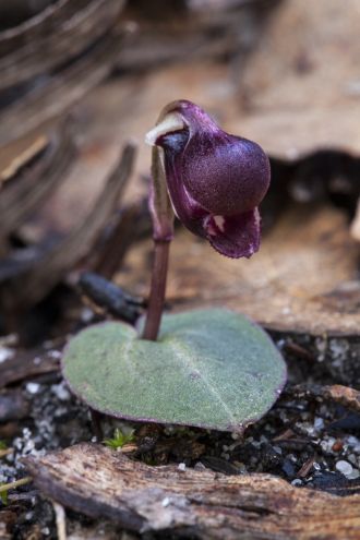 Tiny-and-charismatic,-the-Small-Helmet-orchid-Corybas-unguiculatus-is-widespread-in-southern-Victoria.jpg