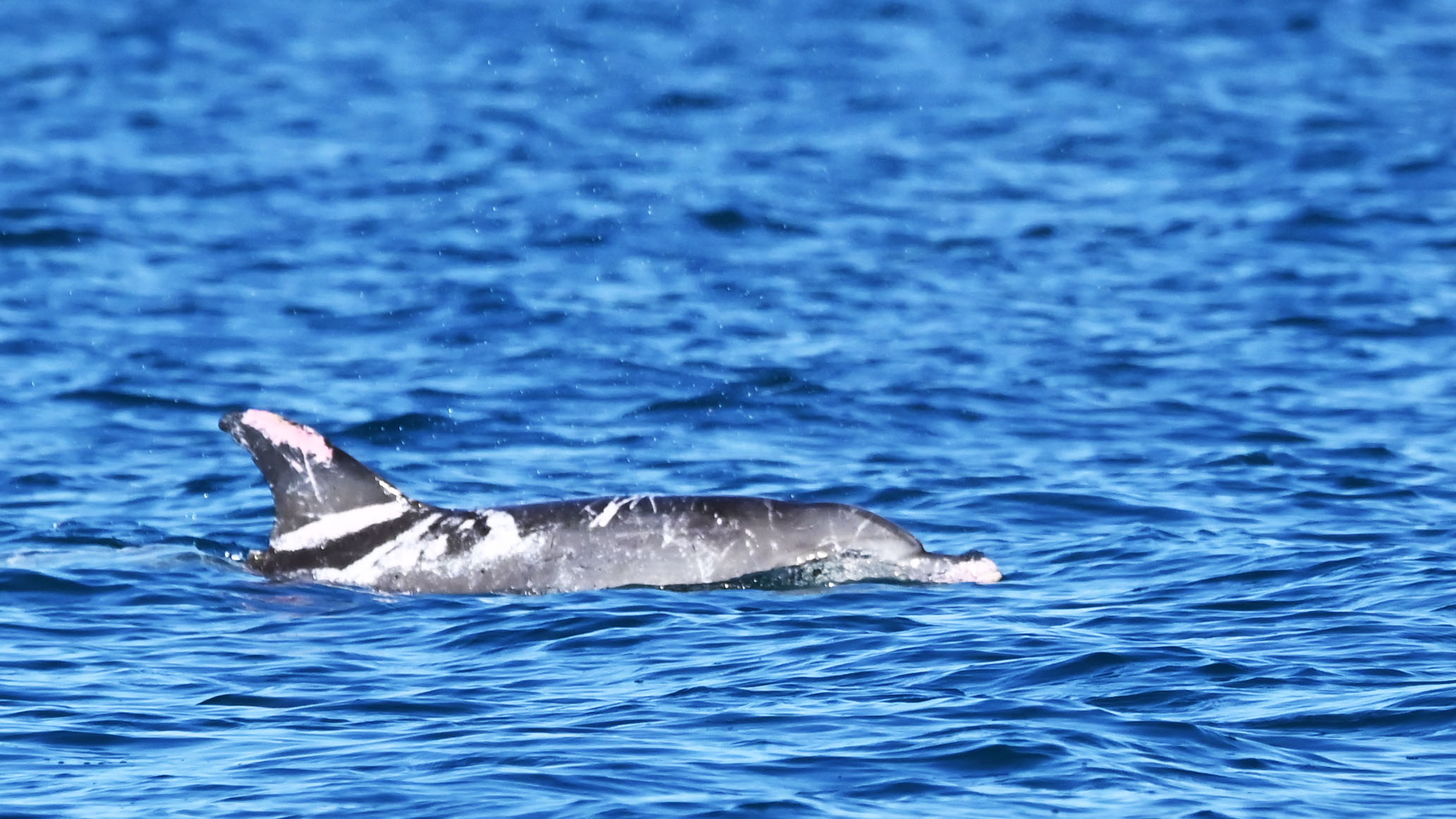 ‘Speckles’ the piebald dolphin makes a splash as Australian first