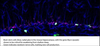 Brain stem cells