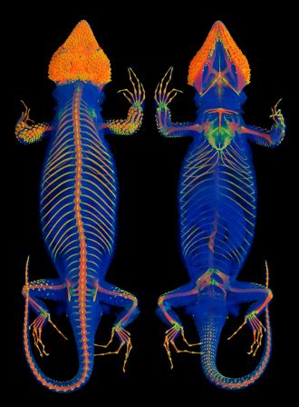 Newly discovered osteoderms in limbs and tail of the Mexican knob-scaled lizard