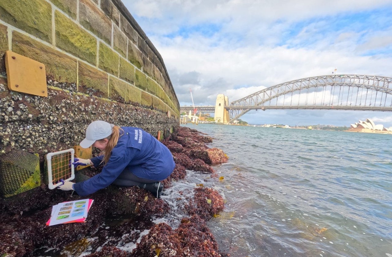 Waterfront makeover: Scientists attach coloured panels to seawalls around Sydney Harbour in a bid to boost marine life. Credit: Dr Laura Ryan
