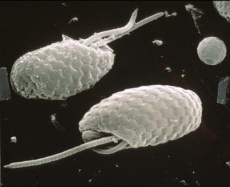 A type of phytoplankton called cryptophytes