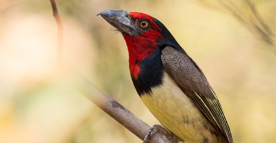 Black-collared Barbet from Botswana. Credit: © Sergey Dereliev, www.dereliev-photography.com  