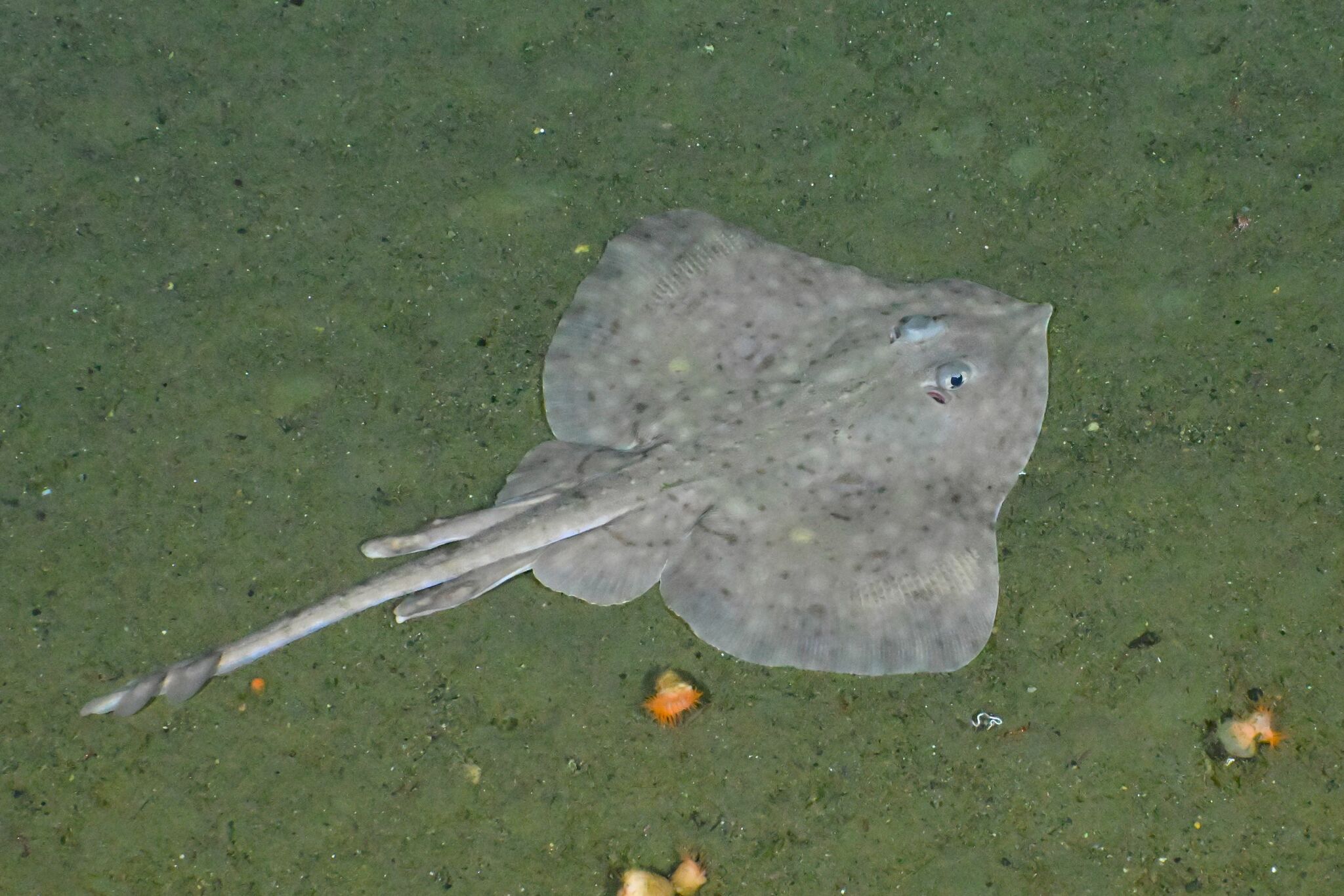 Sandpaper Skate  © Fisheries and Oceans Canada · some rights reserved https://creativecommons.org/licenses/by-nc/4.0/