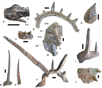 Selected postcranial elements and dermal armour of S. afer