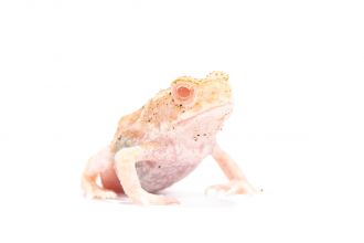 Albino canetoad