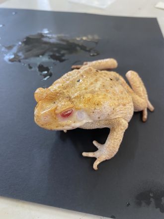 Albino adult female cane toad