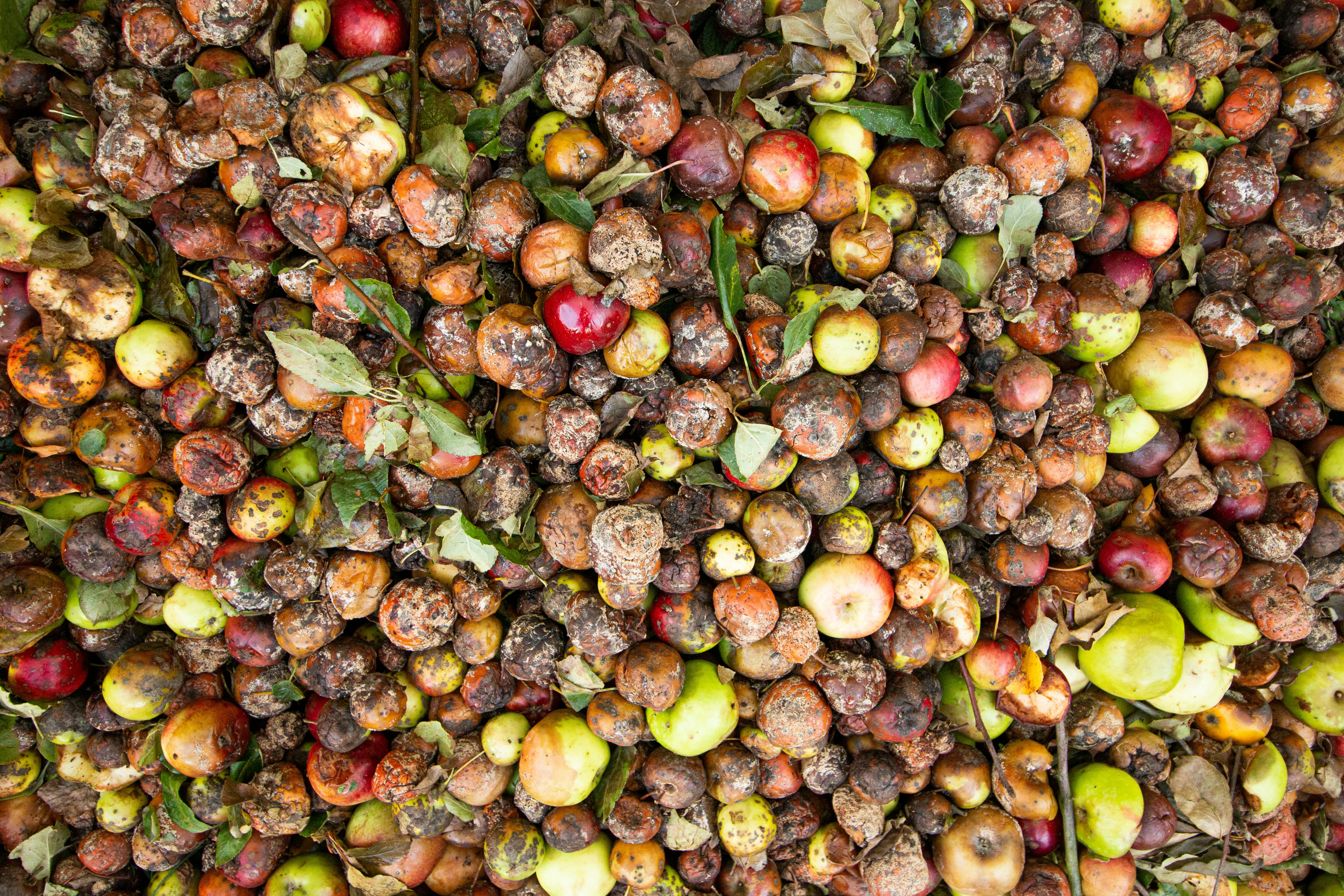 CC-0. https://unsplash.com/photos/a-bunch-of-fruit-that-is-laying-on-the-ground-aoU2CWG_Vhc