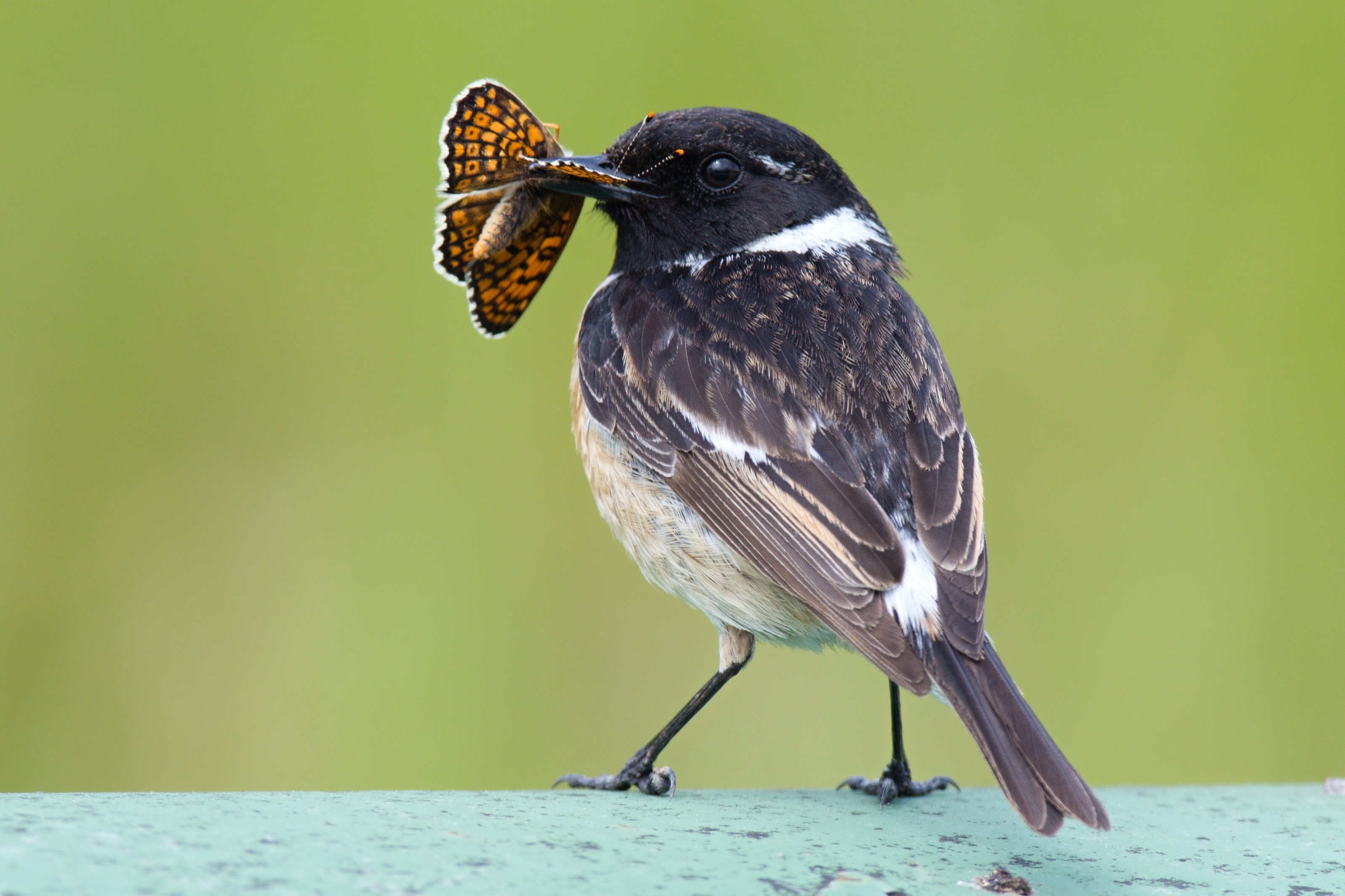 The Saxiocla rubicola bird eating a moth. Credit: Stanislav Harvancik.
